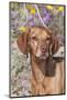 Dog-Lynn M^ Stone-Mounted Premium Photographic Print