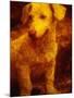 Dog-Andre Burian-Mounted Photographic Print