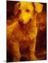 Dog-Andre Burian-Mounted Photographic Print