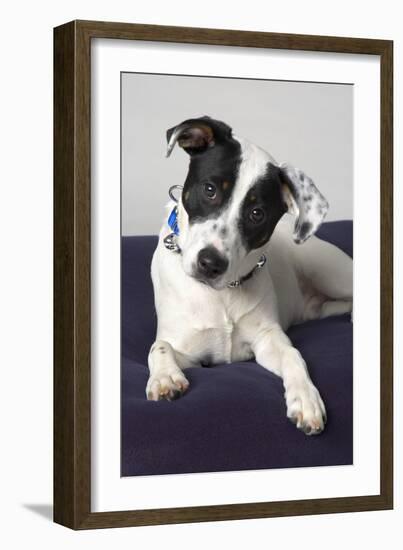 Dog-null-Framed Photographic Print