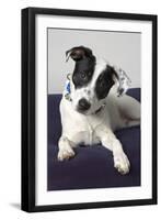 Dog-null-Framed Photographic Print