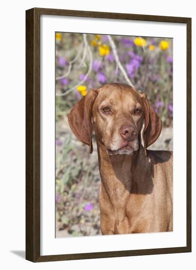 Dog-Lynn M^ Stone-Framed Photographic Print