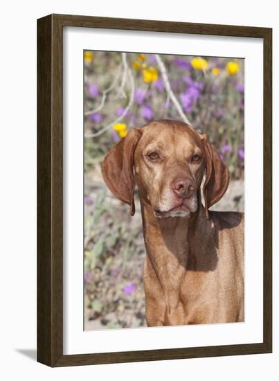 Dog-Lynn M^ Stone-Framed Photographic Print