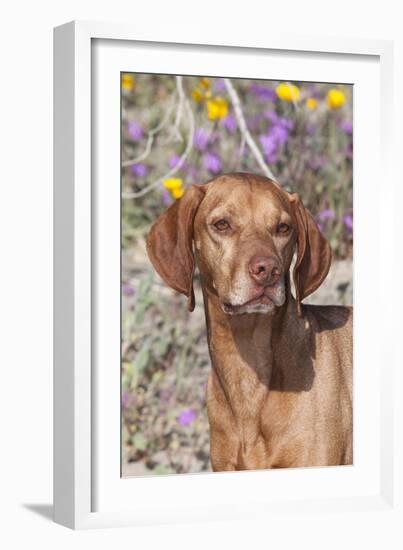 Dog-Lynn M^ Stone-Framed Photographic Print