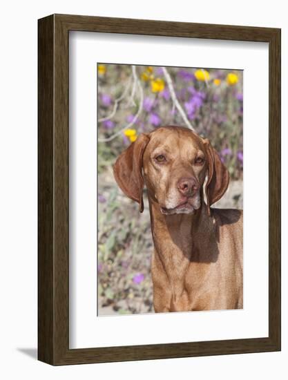 Dog-Lynn M^ Stone-Framed Photographic Print