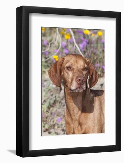 Dog-Lynn M^ Stone-Framed Photographic Print