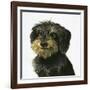 Dog-Harro Maass-Framed Giclee Print