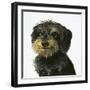 Dog-Harro Maass-Framed Giclee Print