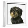 Dog-Harro Maass-Framed Giclee Print