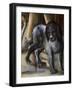 Dog-Benvenuto Di Giovanni-Framed Giclee Print