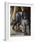 Dog-Benvenuto Di Giovanni-Framed Giclee Print