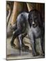 Dog-Benvenuto Di Giovanni-Mounted Giclee Print