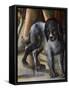 Dog-Benvenuto Di Giovanni-Framed Stretched Canvas
