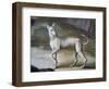 Dog-Jacopo Guarana-Framed Giclee Print