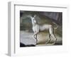 Dog-Jacopo Guarana-Framed Giclee Print