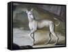 Dog-Jacopo Guarana-Framed Stretched Canvas