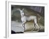 Dog-Jacopo Guarana-Framed Giclee Print