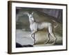 Dog-Jacopo Guarana-Framed Giclee Print