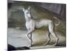 Dog-Jacopo Guarana-Mounted Giclee Print