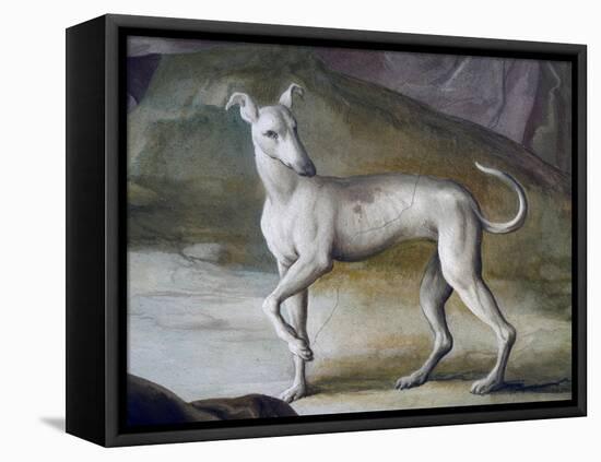 Dog-Jacopo Guarana-Framed Stretched Canvas
