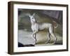 Dog-Jacopo Guarana-Framed Giclee Print