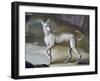 Dog-Jacopo Guarana-Framed Giclee Print