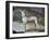 Dog-Jacopo Guarana-Framed Giclee Print