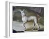 Dog-Jacopo Guarana-Framed Giclee Print