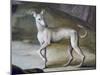 Dog-Jacopo Guarana-Mounted Giclee Print