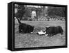 Doggie Afternoon Tea-null-Framed Stretched Canvas