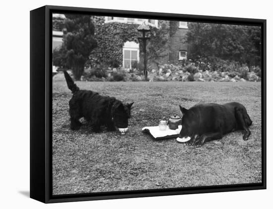 Doggie Afternoon Tea-null-Framed Stretched Canvas