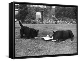 Doggie Afternoon Tea-null-Framed Stretched Canvas