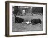 Doggie Afternoon Tea-null-Framed Photographic Print