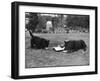 Doggie Afternoon Tea-null-Framed Photographic Print