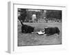 Doggie Afternoon Tea-null-Framed Photographic Print