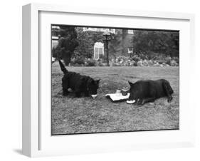 Doggie Afternoon Tea-null-Framed Photographic Print
