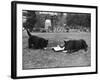 Doggie Afternoon Tea-null-Framed Photographic Print