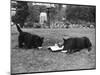 Doggie Afternoon Tea-null-Mounted Photographic Print