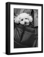 Doggy Bag-Stephen Lebovits-Framed Giclee Print