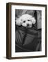 Doggy Bag-Stephen Lebovits-Framed Giclee Print