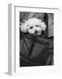 Doggy Bag-Stephen Lebovits-Framed Giclee Print