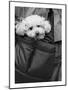 Doggy Bag-Stephen Lebovits-Mounted Giclee Print