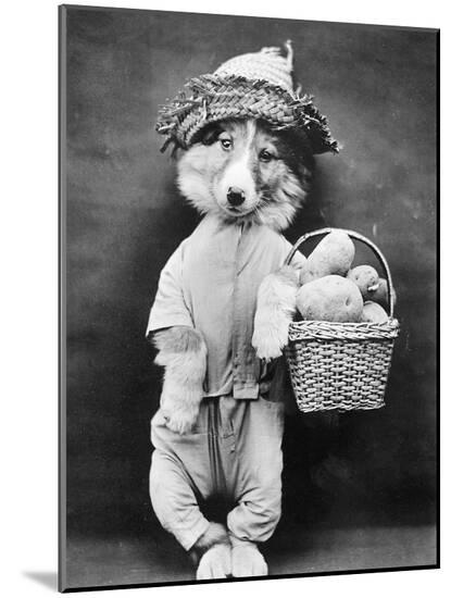 Photographic Print, , large