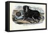 Dogs, 1863-79-Raimundo Petraroja-Framed Stretched Canvas