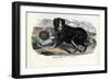 Dogs, 1863-79-Raimundo Petraroja-Framed Giclee Print