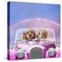 Dogs 7 Week Old Cockerpoo Puppies Driving Car-null-Stretched Canvas