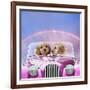 Dogs 7 Week Old Cockerpoo Puppies Driving Car-null-Framed Photographic Print