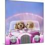 Dogs 7 Week Old Cockerpoo Puppies Driving Car-null-Mounted Photographic Print