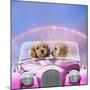 Dogs 7 Week Old Cockerpoo Puppies Driving Car-null-Mounted Photographic Print