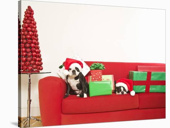 Dogs and Christmas gifts on sofa-null-Stretched Canvas